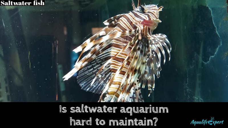 Is Saltwater Aquarium HARD to Maintain? Causes With Solutions