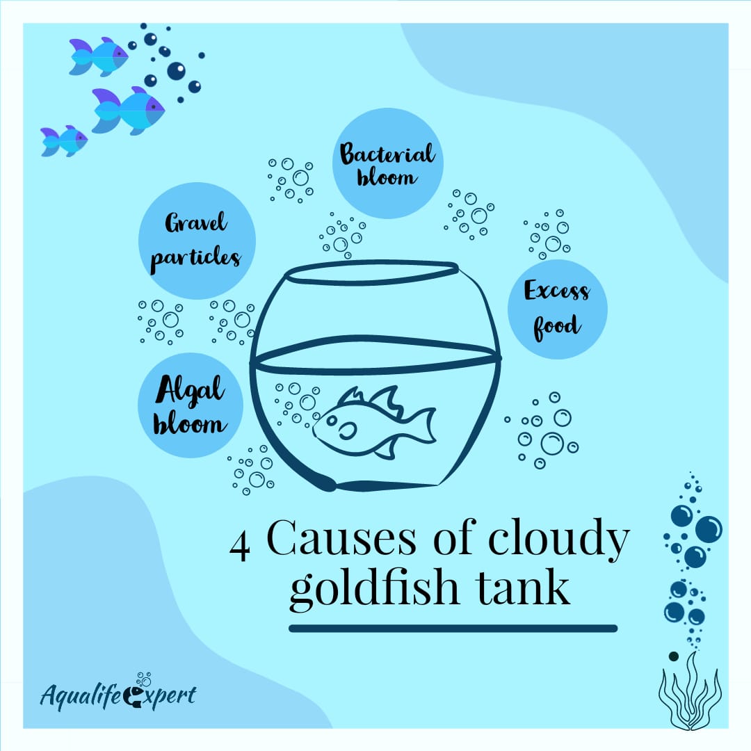 Causes of cloudy goldfish tank