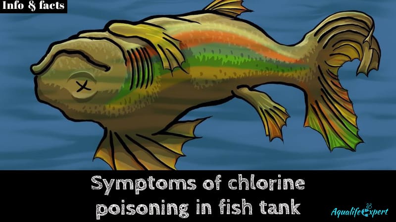 Symptoms of Chlorine Poisoning in Fish Tank