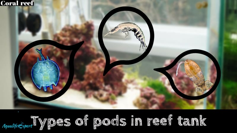 Various Types of Pods in Reef Tank: With Nutrition Values