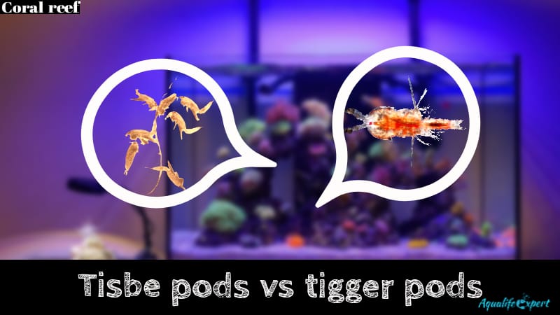 Tisbe PODS VS Tiger PODS: Choose Wisely For Reef Tank