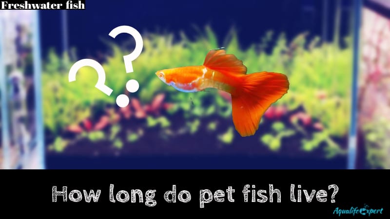 pet fishes' lifespan feature image