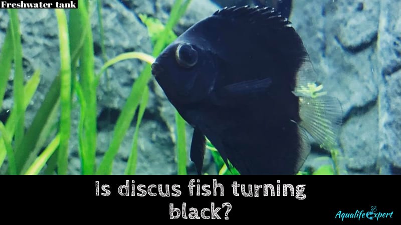 Is Discus Turning Black? Don’t Make These Horrible Mistakes 