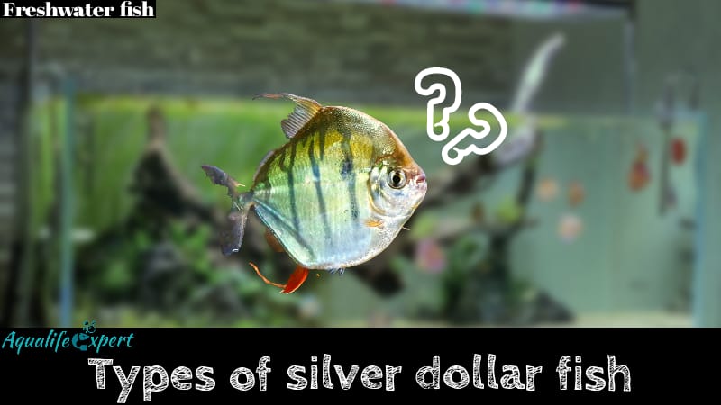 different types of silver dollar fish feature image