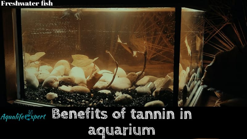 benefits of tannin in aquarium