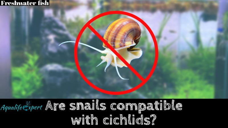 cichlid compatibility with snail feature image