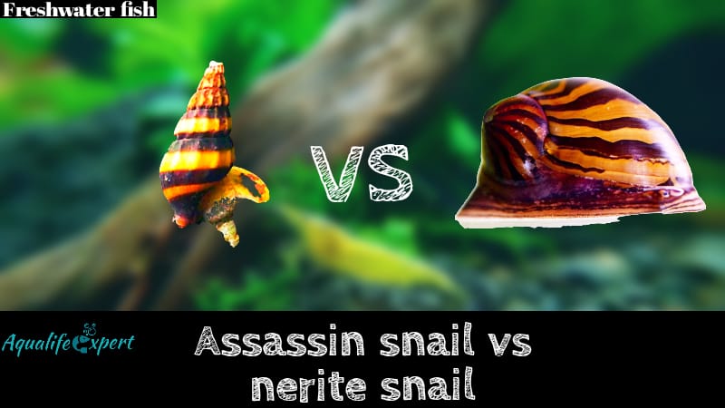 assassin snail vs nerite snail