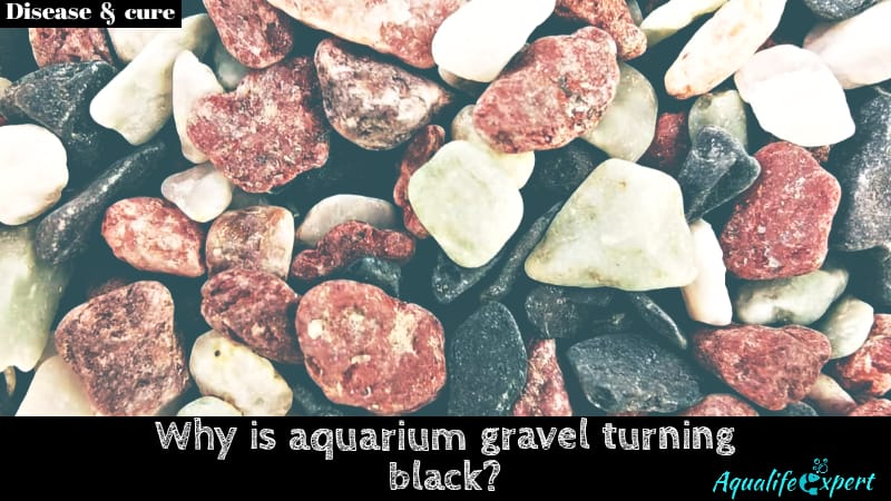 aquarium gravel is turning black feature image