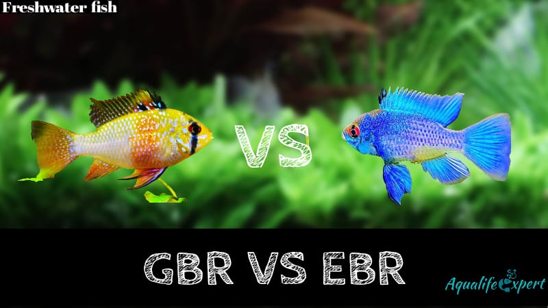 GBR VS EBR fish feature image