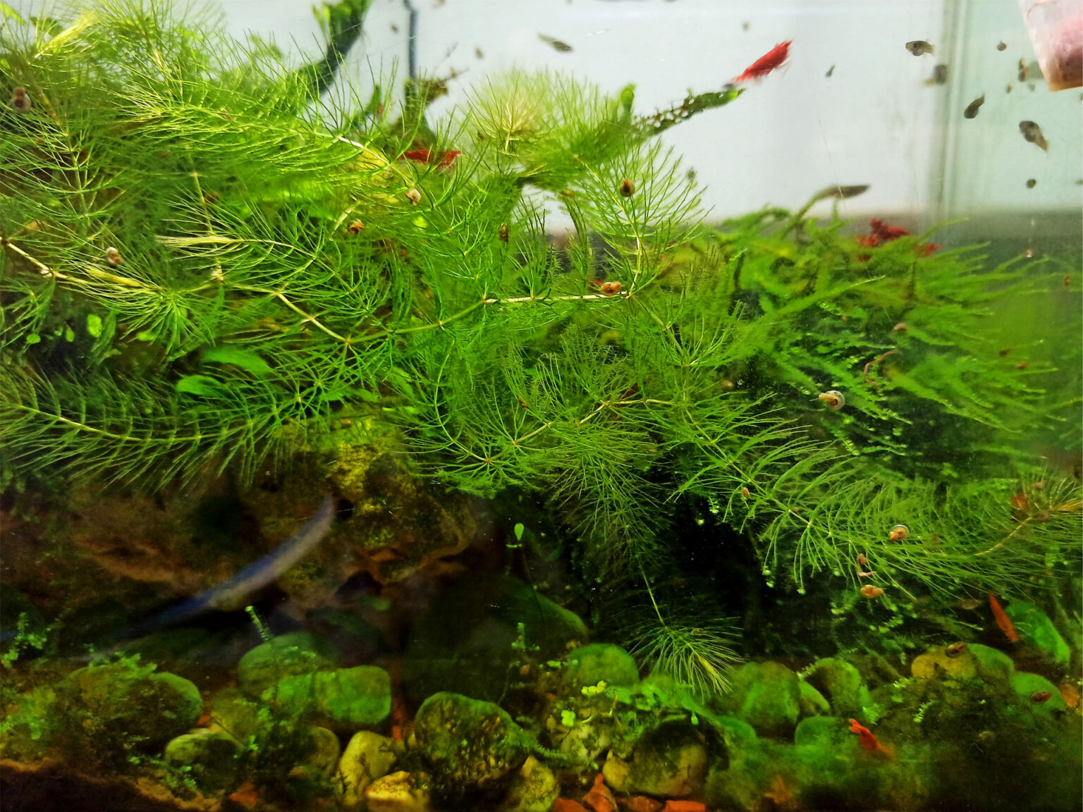 Fish is Hanging Around Filter 7 Reasons According to Experts Aqua Life Expert