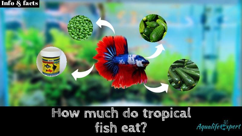 How Much Do Tropical Fish Eat? Cost Analysis 