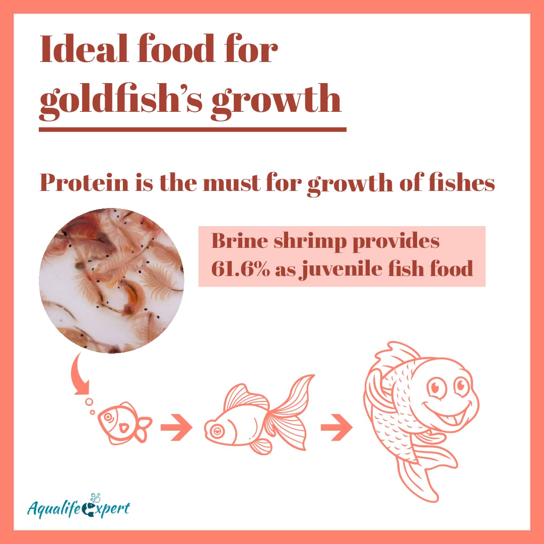 Ideal food for goldfish