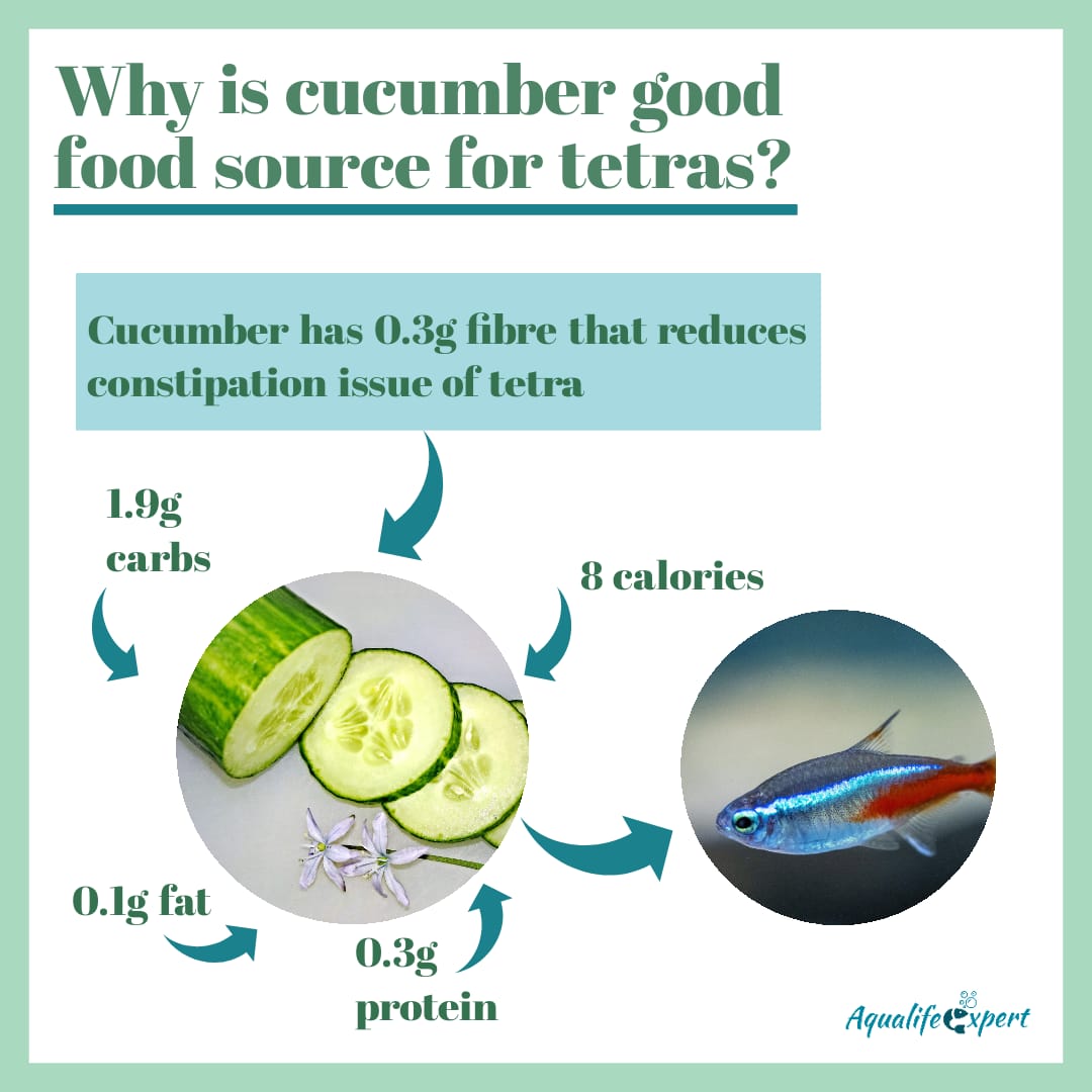 Ideal food for tetra