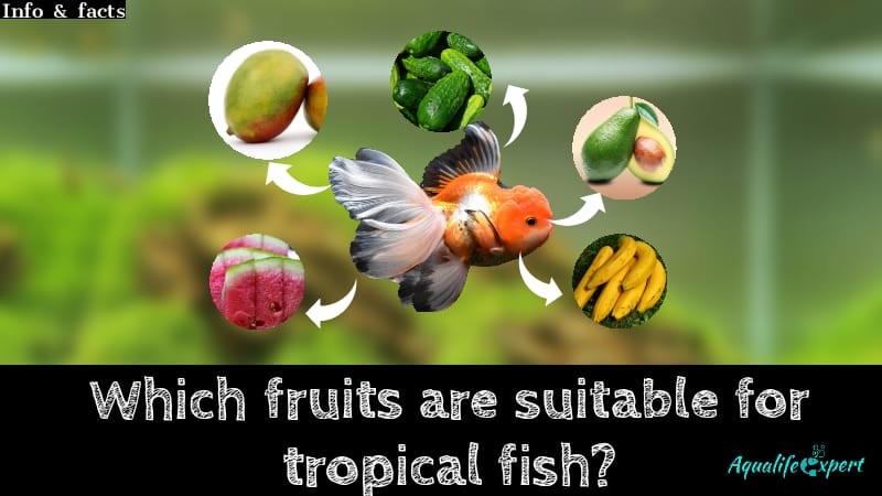 Which FRUITS are Suitable For Tropical Fish? VETERINARY’S Opinion