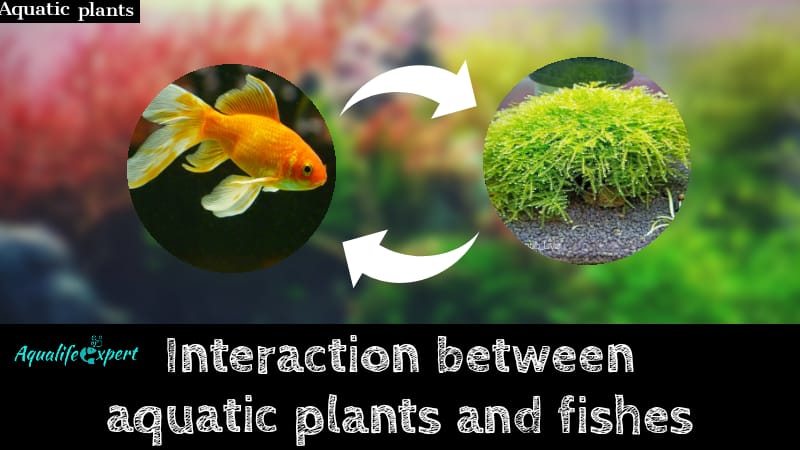 realtionship between plants and fishes