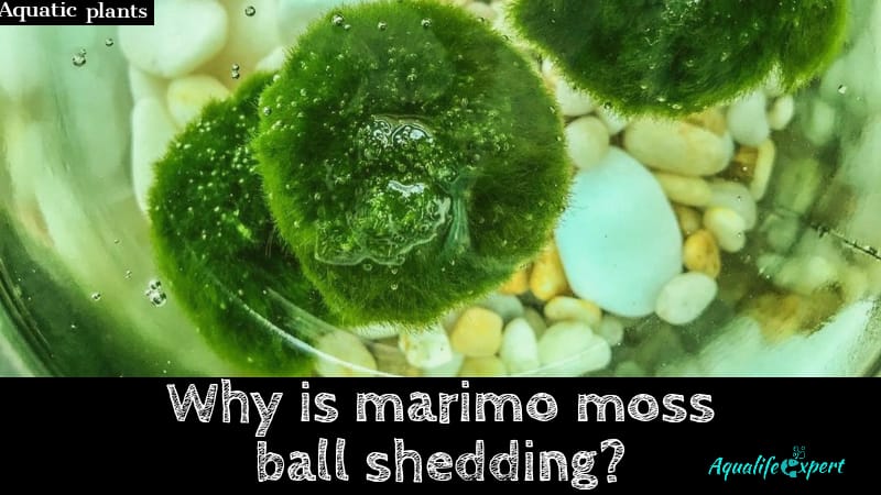Why is marimo moss ball shedding