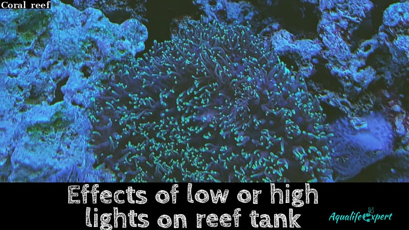 Effects of Low or High Lights on Reef Tank: A Guideline 