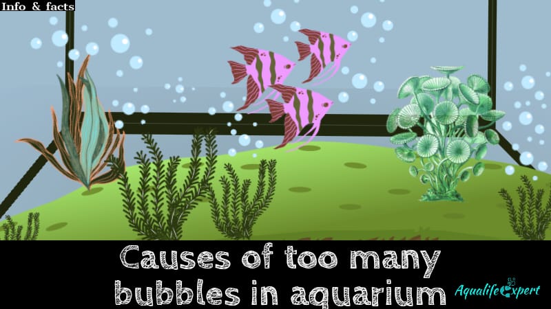 Causes of Too many bubbles in the aquarium