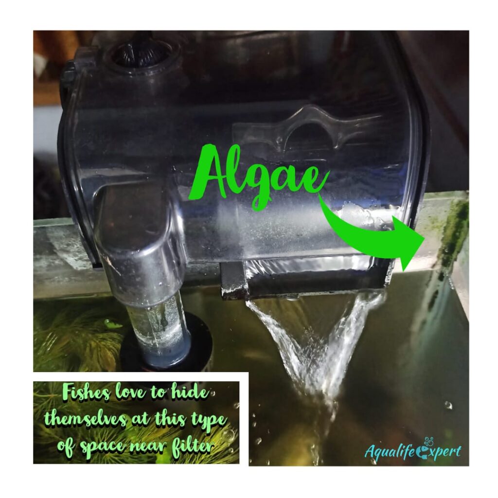 Fish is Hanging Around Filter 7 Reasons According to Experts Aqua Life Expert