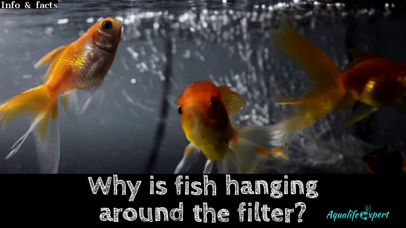 Why is fish hanging around filter