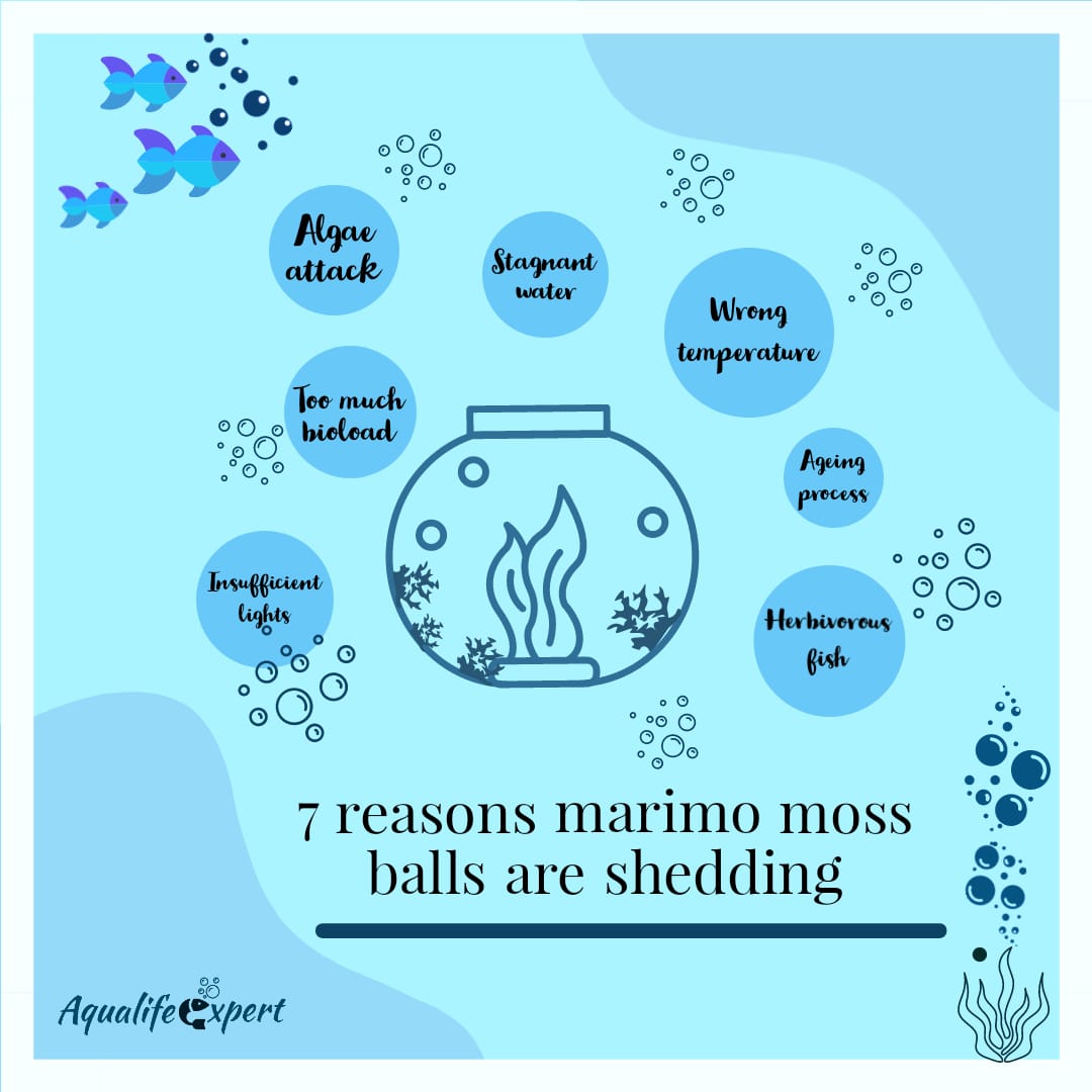 Top 7 reasons marimo moss balls are shedding 