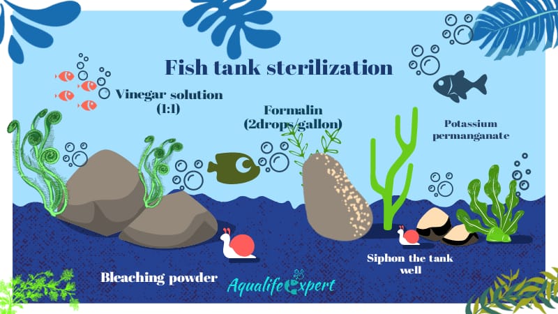 Sterilization of aquarium after fish’s death