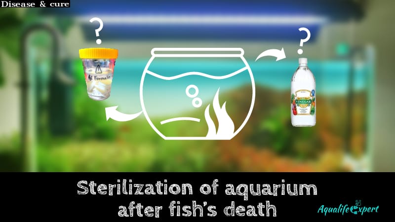 Sterilization of Aquarium after Fish’s Death: A VETERINARY Guide 