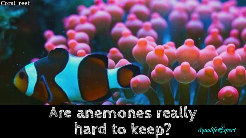 Are anemones really hard to keep
