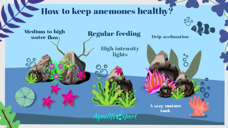 How to keep anemones healthy