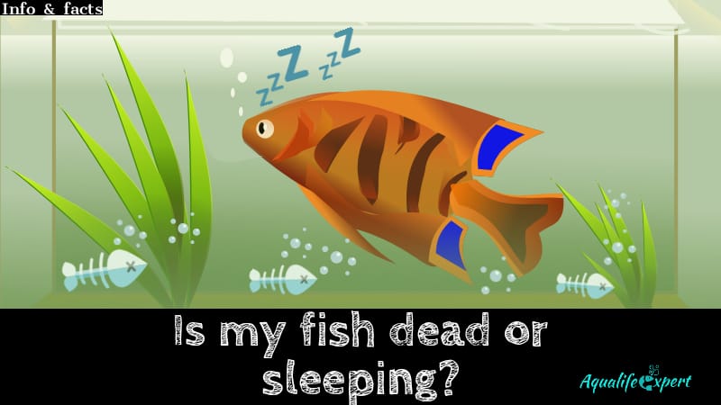 Is My Fish Dead or Sleeping: Aquarist’s Personal Experience 