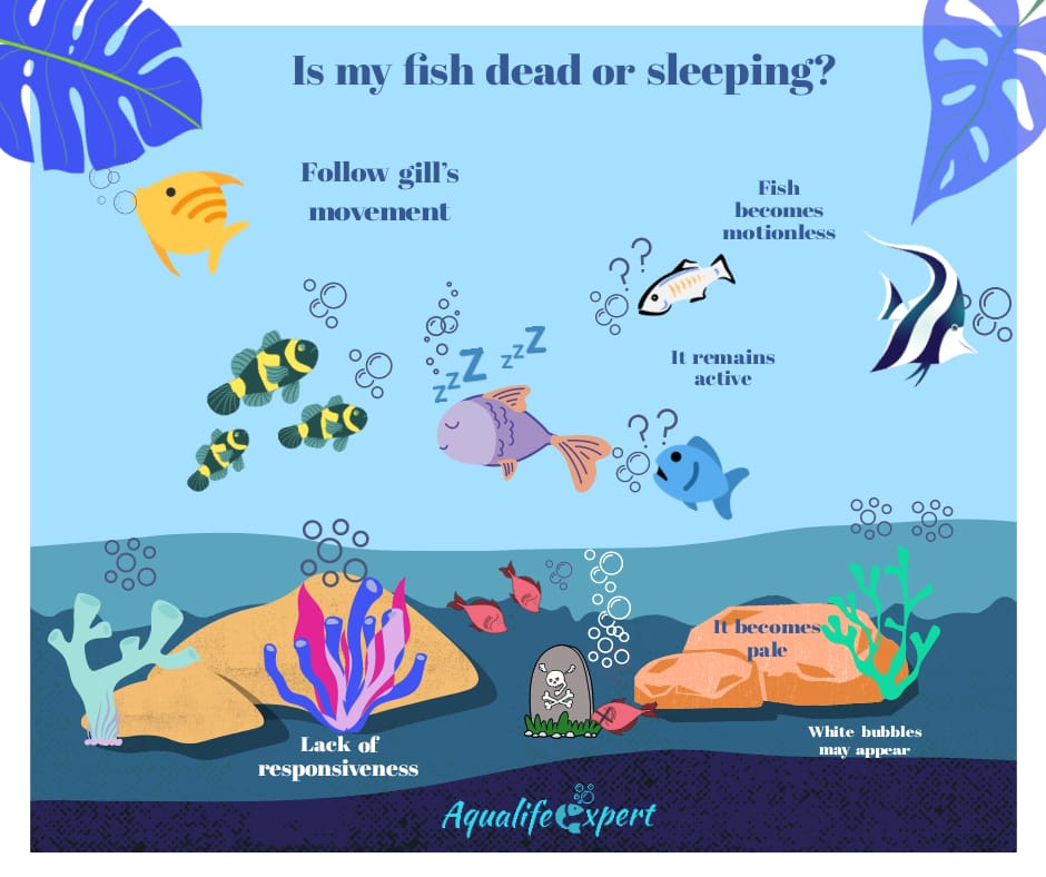 Is fish sleeping or dead? 