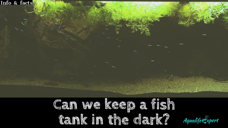 Can We Keep a Fish Tank in the Dark? Know Scientific Truth 