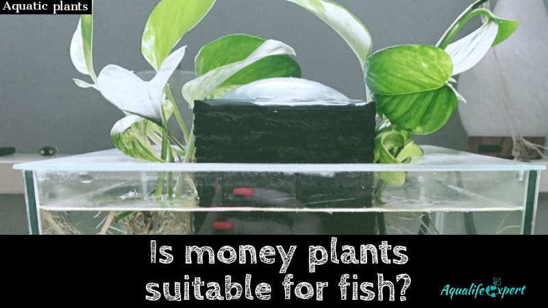 Is money plant (pothos) suitable for fish?
