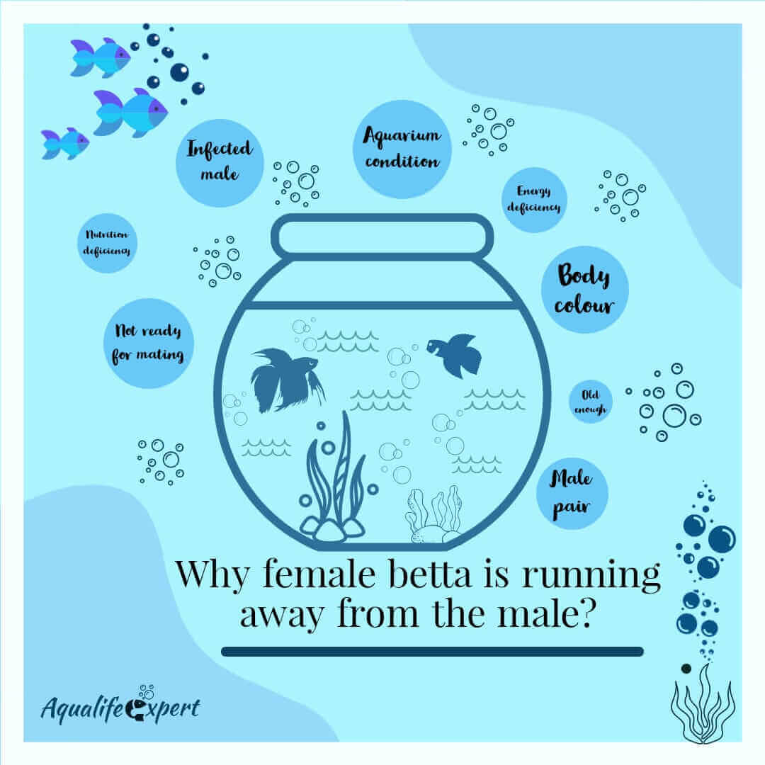 Why is female betta running away from the male