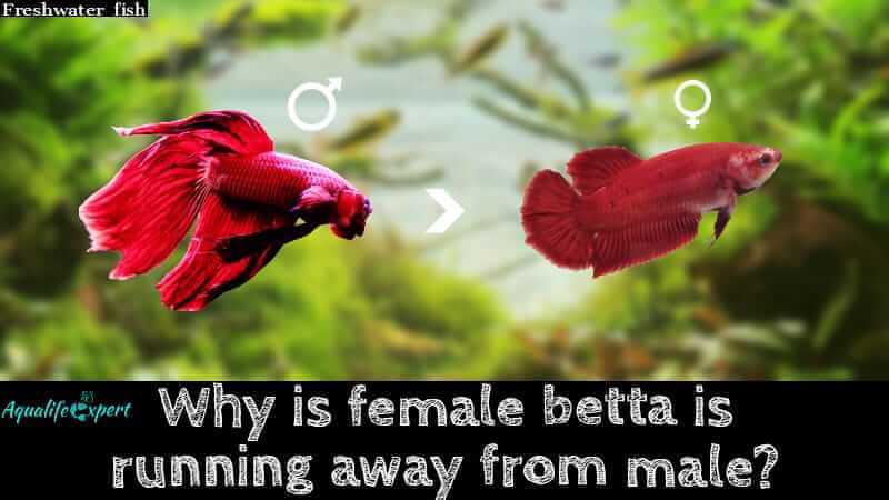 Female Betta is Running Away From Male: 8 Possible Causes 