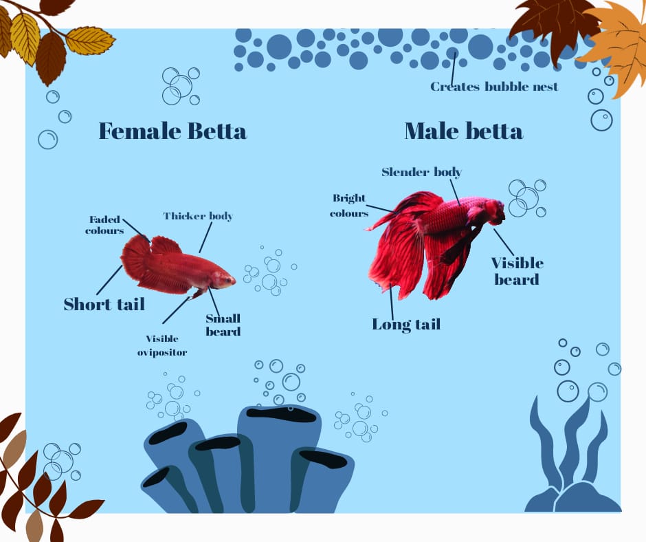 Difference between male and female betta fish 