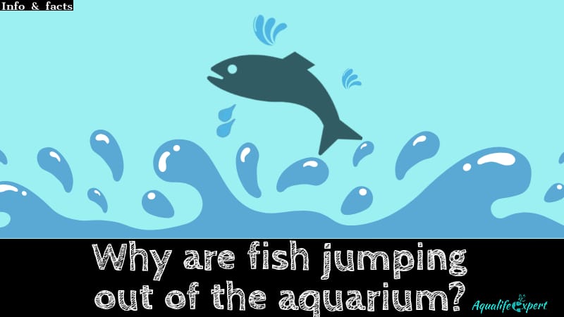 Fish jumped out from aquarium: Scientific Truth from a veterinary