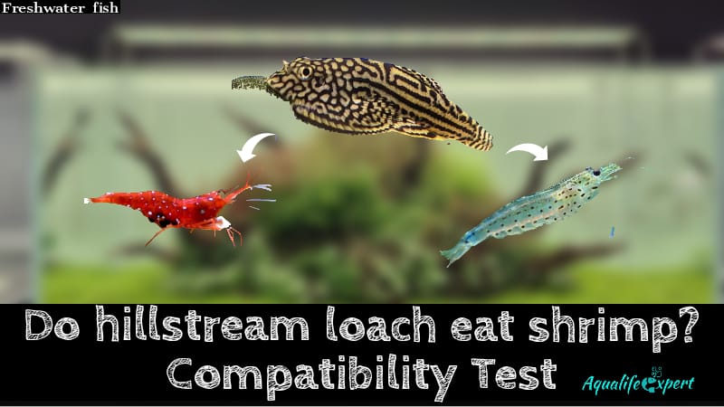 does hillstream loach eat shrimp feature image