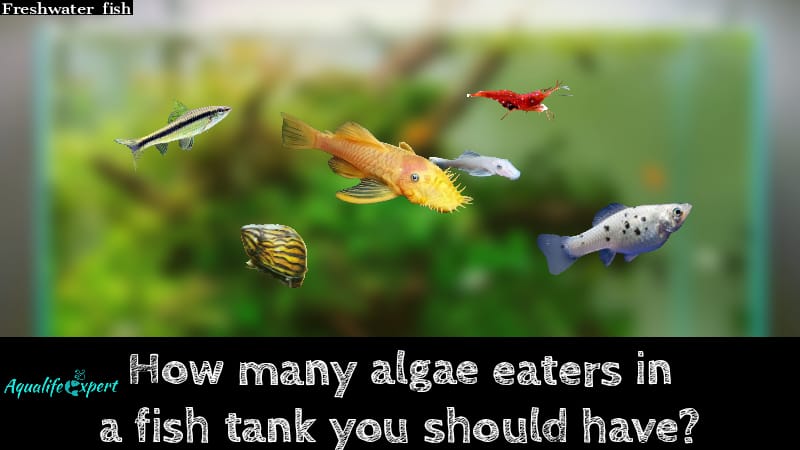 How many algae eater in a fish tank feature image