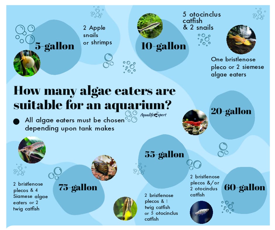 How many algae eaters are needed for aquarium 