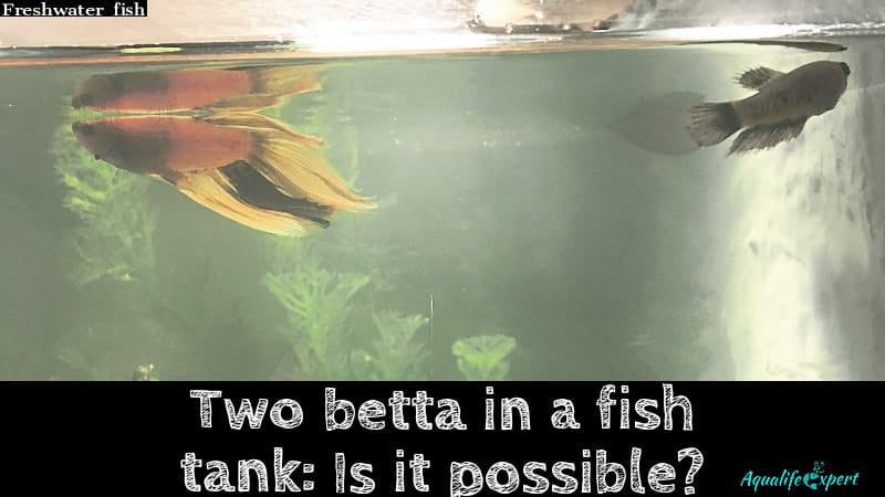Two betta fish in a same tank