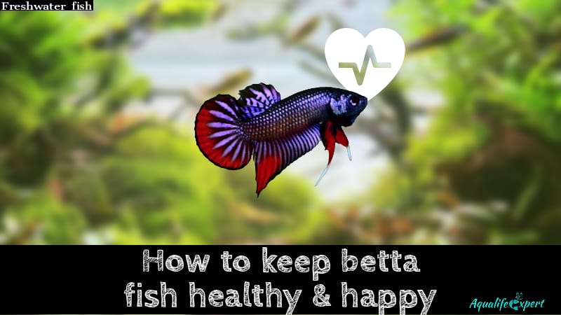 How to keep betta happy & healthy