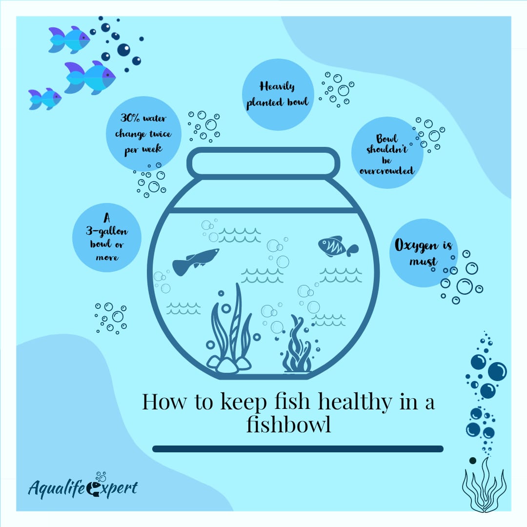 How to keep fish healthy in fishbowl