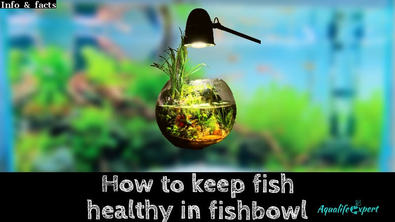 How to keep fish healthy in a fishbowl: 5 uncommon tricks