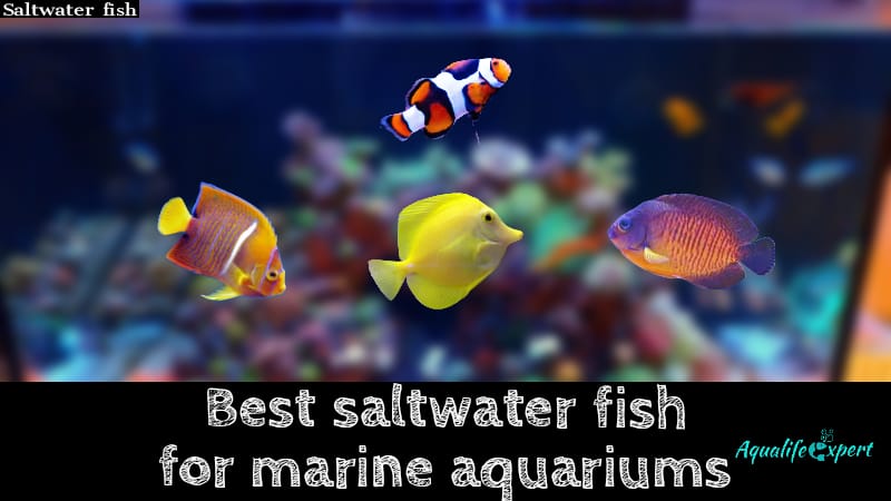 Best Saltwater Fish for Aquariums: 10, 20, 40, 55, 75-Gallons & More