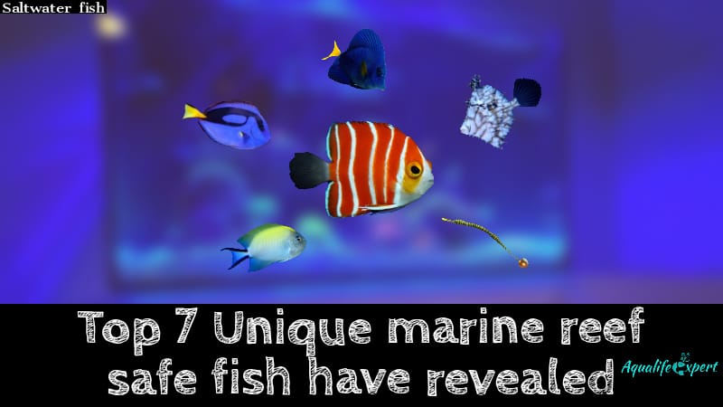 7 unique reef safe fish
