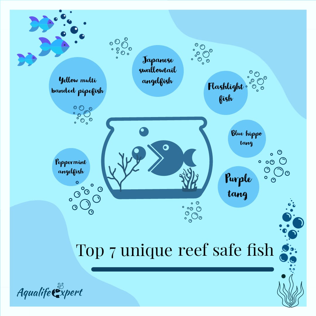 Top 7 unique reef safe fish 
