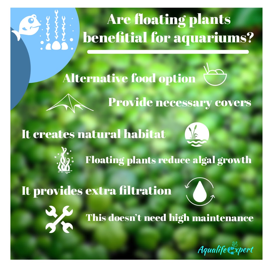 Are floating plants good for an aquarium