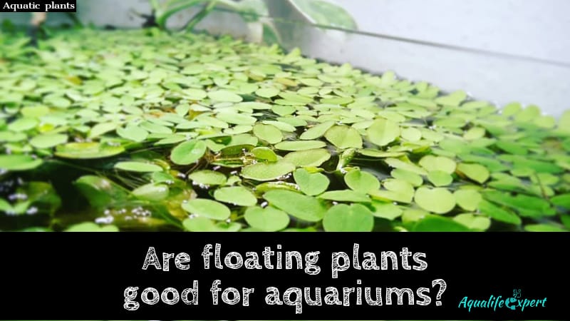 Are Floating Plants Good For Aquariums? 7 Floating Plants Recommendations