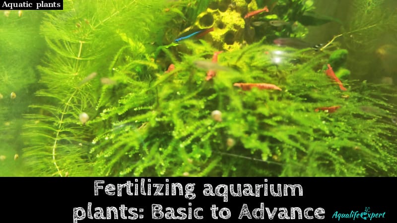 Fertilizing aquarium plants: Basic to advance